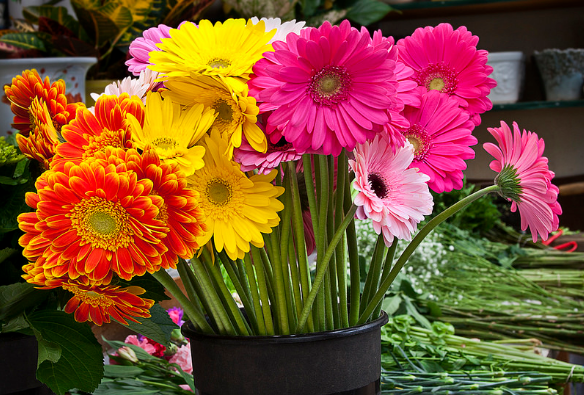 Bunga Segar Adalah Hadiah Terbaik Untuk Mengekspresikan Perasaan Anda
